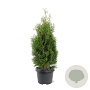 Thuja occ. 'Holmstrup' 40-50 cm 3,0L