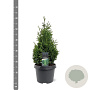 Thuja occ. 'Hurricane' 40-50 cm 3,0L