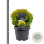 Thuja occ. 'Mirjam' 25-30 cm 3,5L
