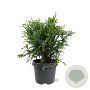 Thujopsis dolabrata 40-50 cm 5,0L