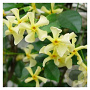 Trachelospermum as. Ch. and Vanilla 125-150 cm 2,0L