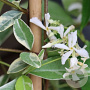 Trachelospermum j. 'Variegatum' 250-275 cm 12L