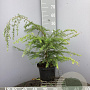 Tsuga heterophylla 50-60 cm 5,0L