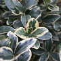 Euonymus jap. 'Albomarginatus' 30-35 cm 5,0L
