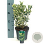 Euonymus jap. 'Bravo' 25-30 cm 2,0L