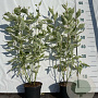 Cornus alba 'Elegantissima' 40-60 cm 2,0L