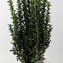Euonymus jap. 'Green Spire' 50-60 cm 5,0L
