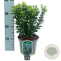 Euonymus jap. 'Microphyllus' 20-25 cm 2,0L