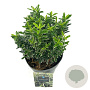 Euonymus jap. 'Microphyl. Albovar.' 20-25 cm 1,7L