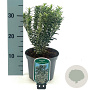 Euonymus jap. 'Microphyl. Albovar.' 20-25 cm 2,0L