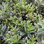 Euonymus jap. 'Microphyl. Albovar.' 20-25 cm 2,0L