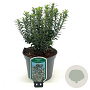 Euonymus jap. 'Microphyl. Albovar.' 20-30 cm 2,0L