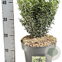 Euonymus jap. 'Microphyl. Albovar.' 30-40 cm 5,0L