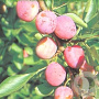Prunus d. 'Opal' halfstam container 10-12
