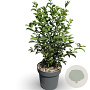 Euonymus phellomanus 50-80 cm 12L
