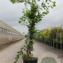 Exochorda 'The Bride' 100-125 cm 12L