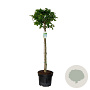 Fagus sylvatica 80 cm stam 10L bol