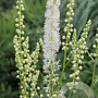 Actaea arizonica GM P9