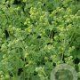 Alchemilla caucasica GM P9