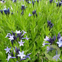 Amsonia tabernaem. 'Stella Azul' GM P9