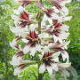 Cardiocrinum giganteum GM P9