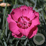 Dianthus grat. 'Badenia' GM P9