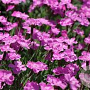 Dianthus grat. 'Eydangeri' GM P9