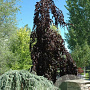 Fagus syl. 'Purple Fountain' 125-150 cm met kluit