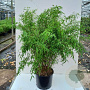 Fargesia 'Jiuzhaigou 1' 100-125 cm 40L solitair