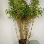 Fargesia rufa 100-125 cm 40L solitair
