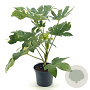 Fatsia japonica 'Variegata' 30-40 cm 3,0L