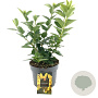 Forsythia 'Goldrausch' 30-40 cm 2,0L