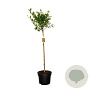 Forsythia int. 'Courtalyn' 80 cm stam 10L kroon