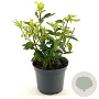 Forsythia int. 'Fiesta' 30-40 cm 3,0L