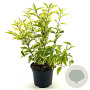 Forsythia int. 'Golden Times' 40-50 cm 3,0L