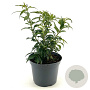 Forsythia int. Mikador 35-40 cm 3,0L