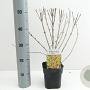 Forsythia int. Minigold 40-50 cm 2,0L
