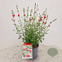 Salvia micr. 'Hot Lips' 40-50 cm 2,5L