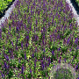 Salvia nem. 'Blaukönigin' GM 2,0L