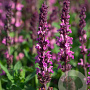 Salvia n. Synchro Pink GM P9