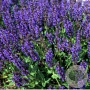 Salvia nem. 'Viola Klose' GM P9