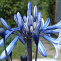 Agapanthus 'African Queen' GM P9