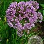 Allium lusitanicum GM P9
