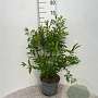 Forsythia int. Week-End 60-80 cm 5,0L