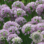 Allium senescens Little Sapphire GM P9