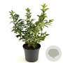 Forsythia vir. 'Kumson' 30-40 cm 3,0L