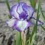 Iris (P) 'Petit Polka' GM P9