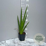 Iris pseudacorus GM 2,0L