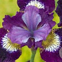 Iris sib. 'Contrast in Styles' GM P9