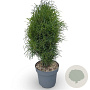 Frangula alnus Fine Line 30-40 cm 3,0L